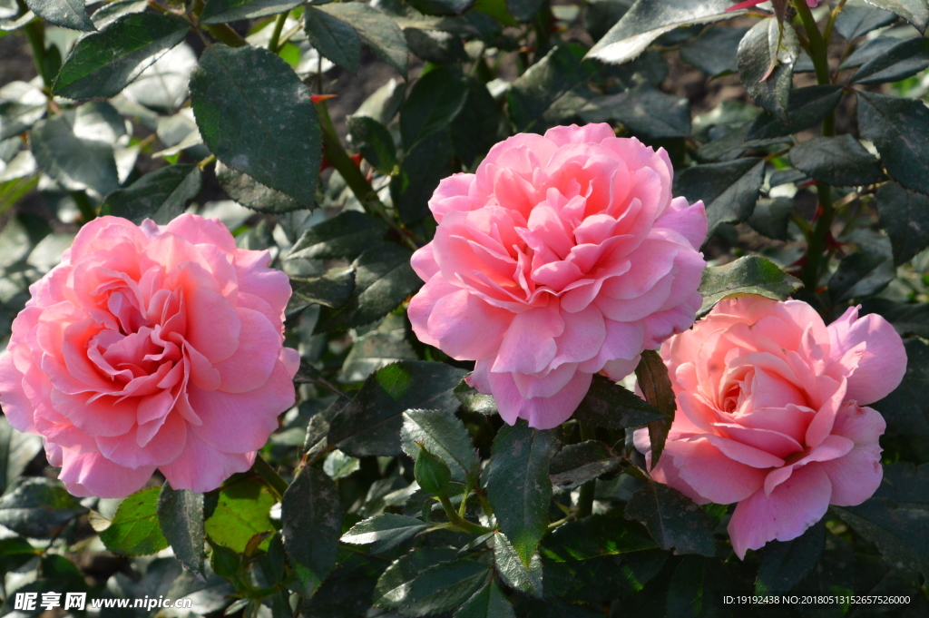 月季花