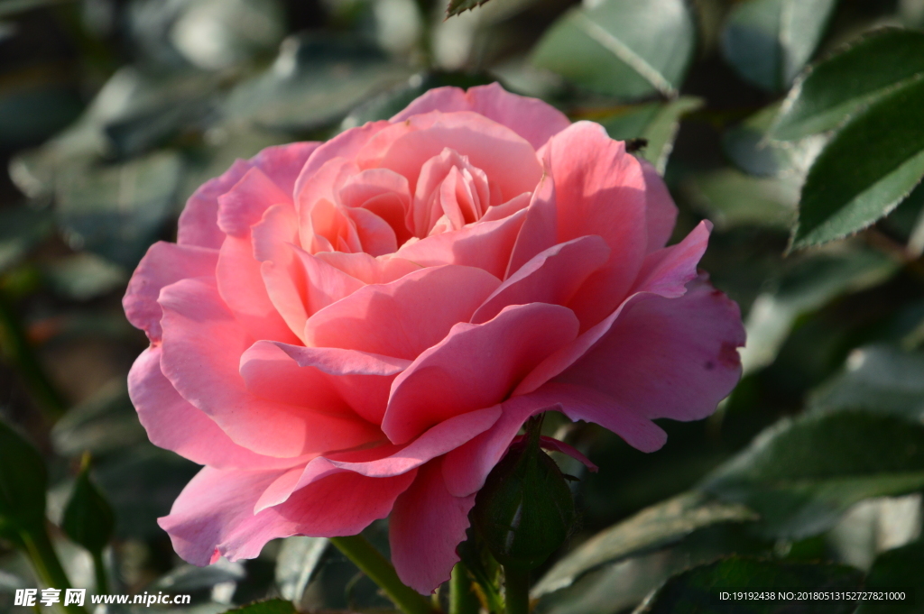 月季花