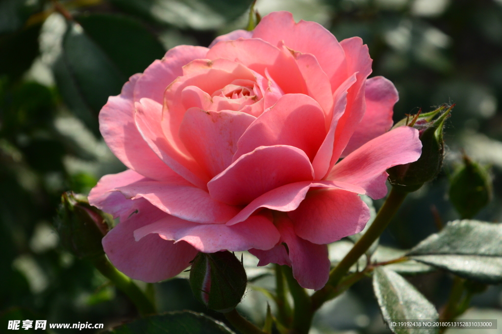 月季花