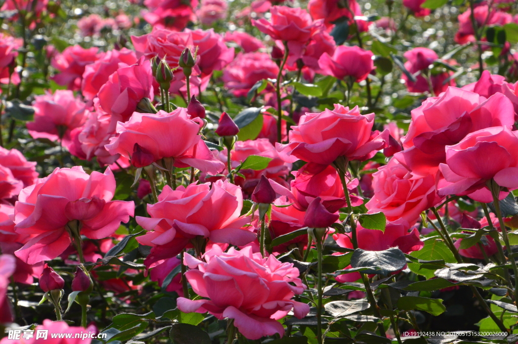月季花