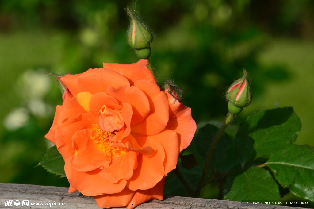 月季花