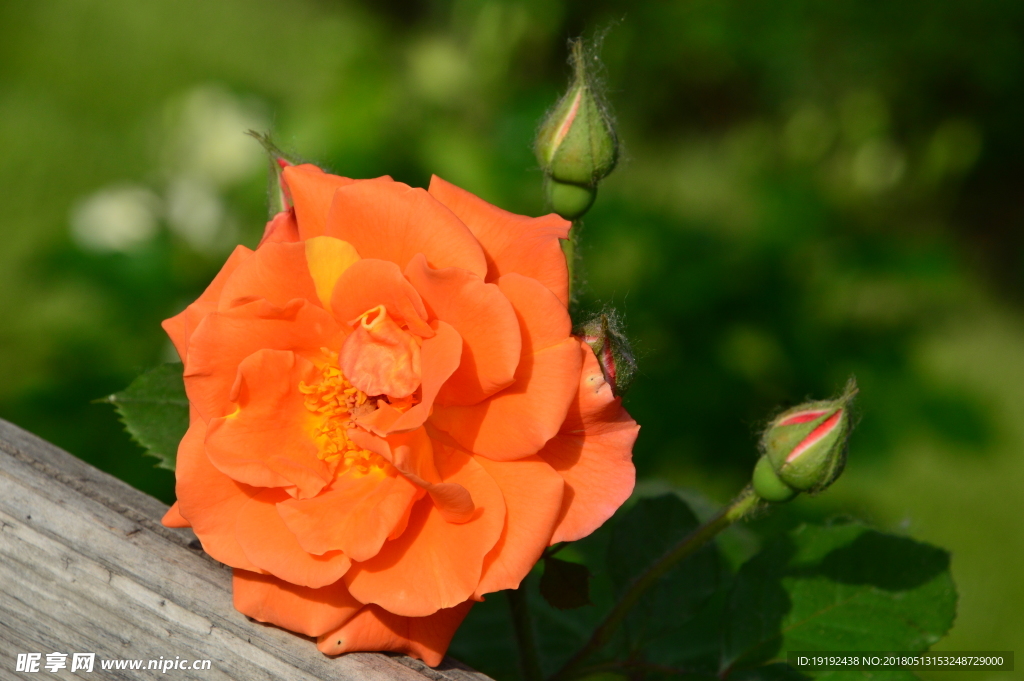 月季花