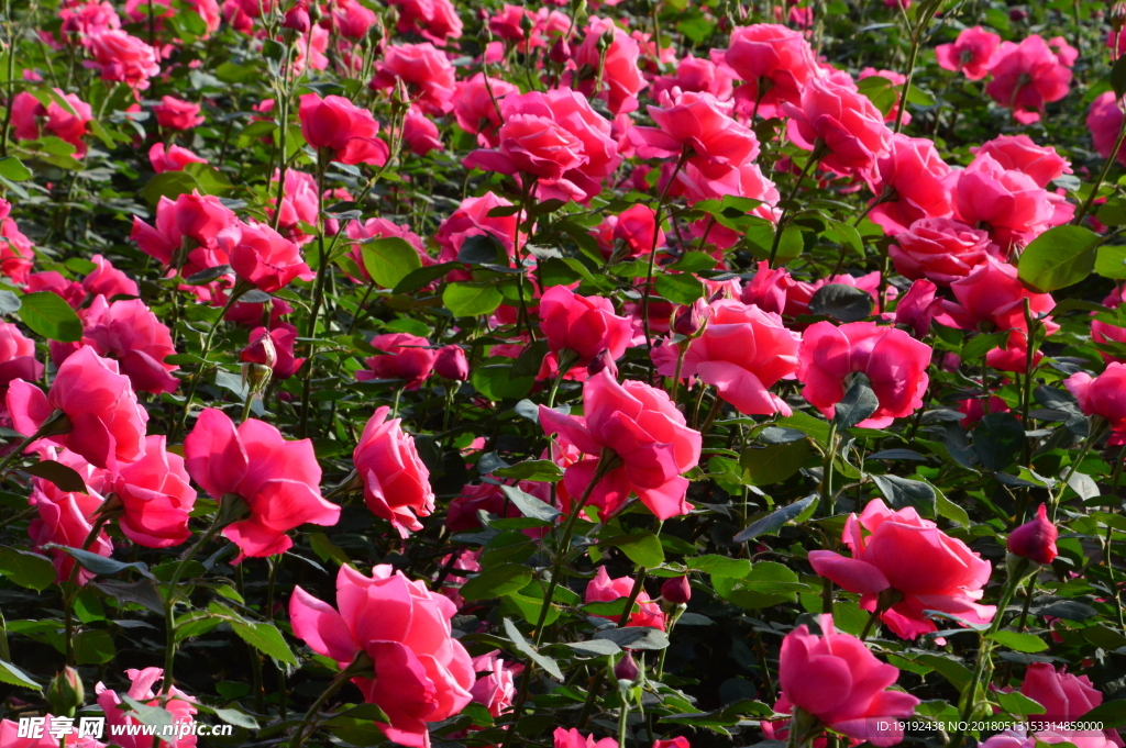 月季花
