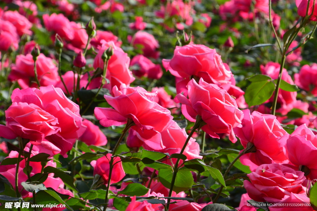 月季花