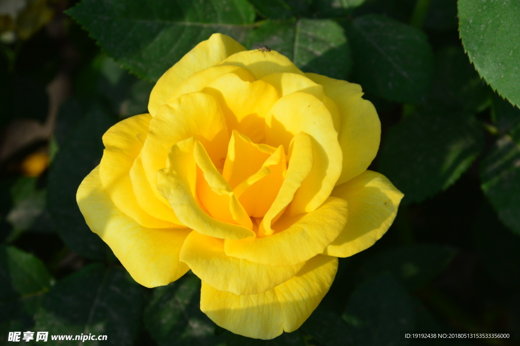 月季花