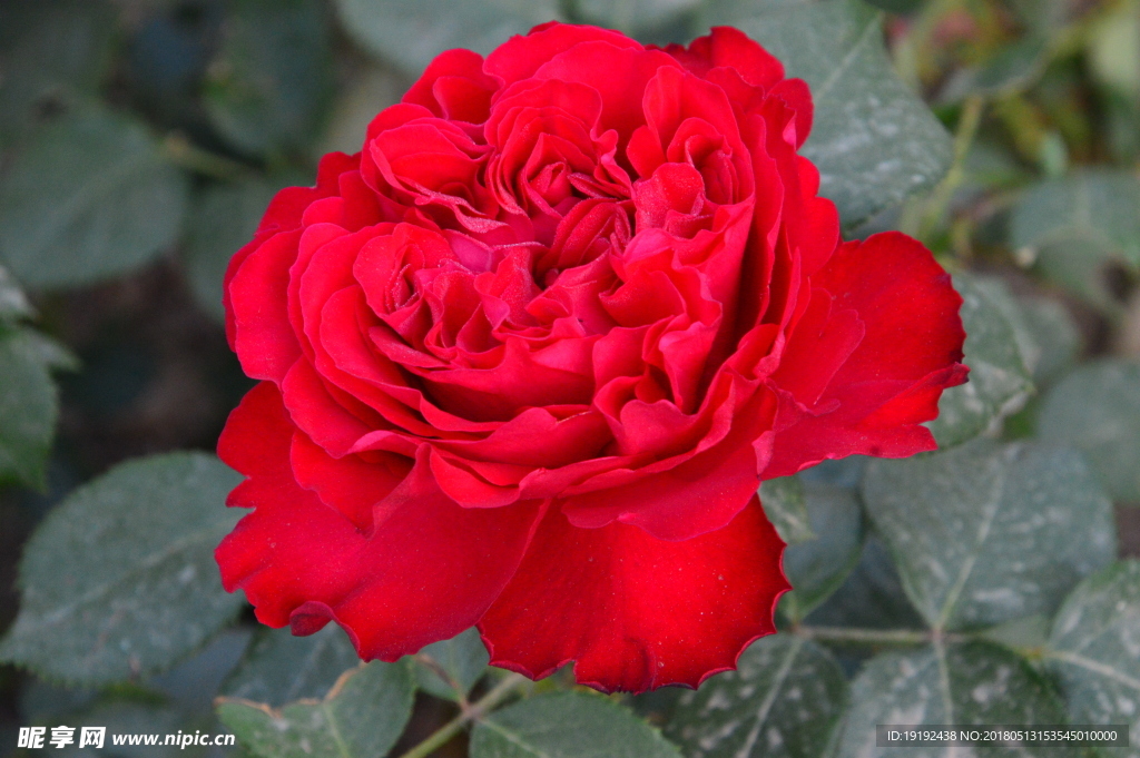 月季花