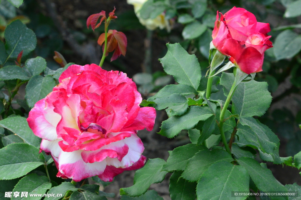 月季花
