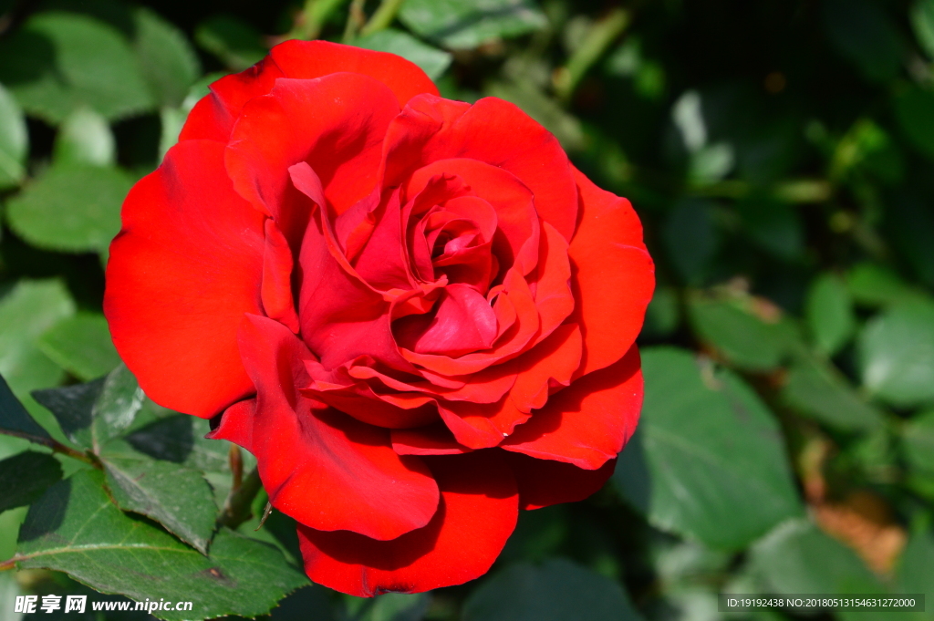 月季花