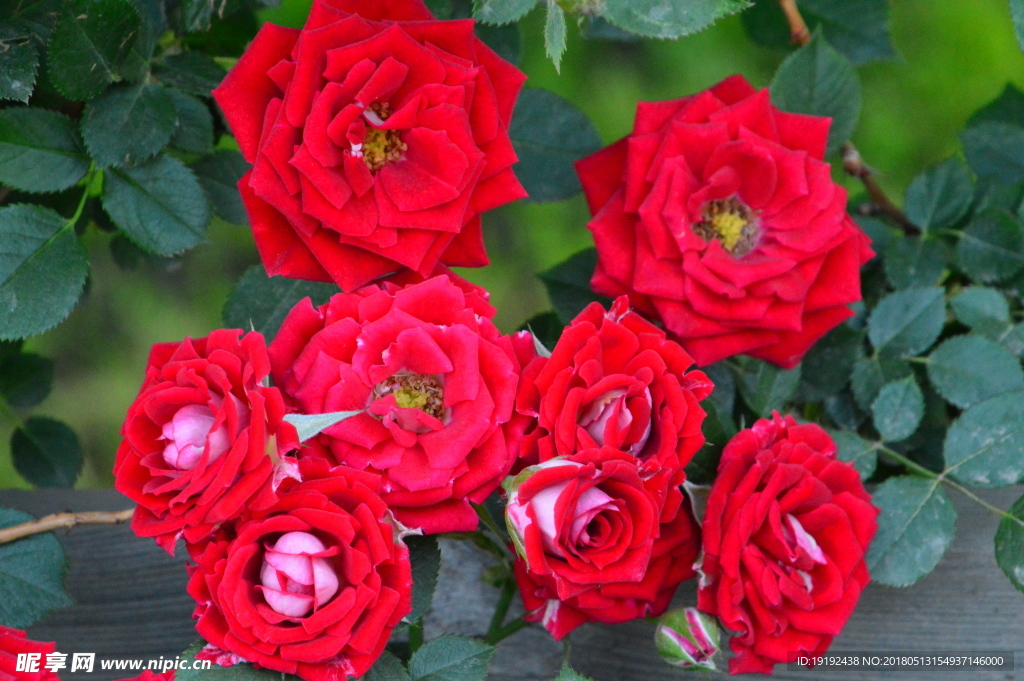 月季花