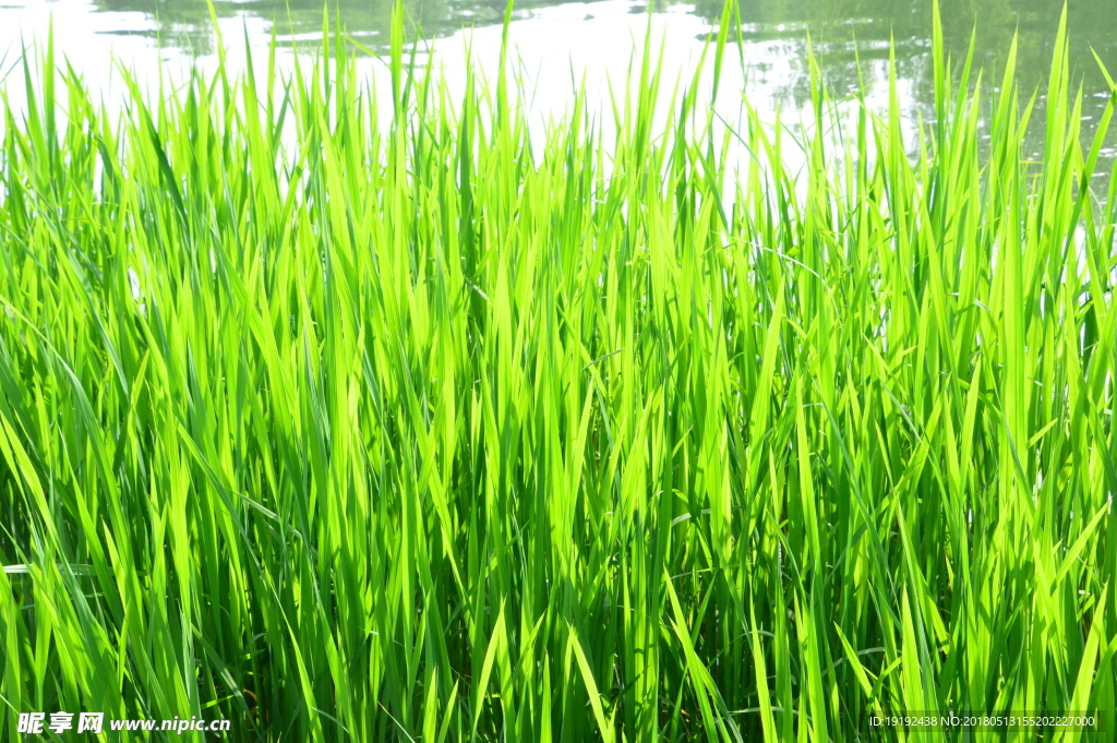 水草