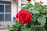 月季花