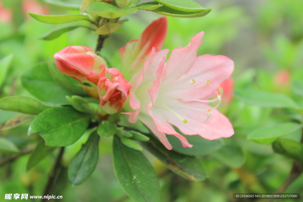 杜鹃花