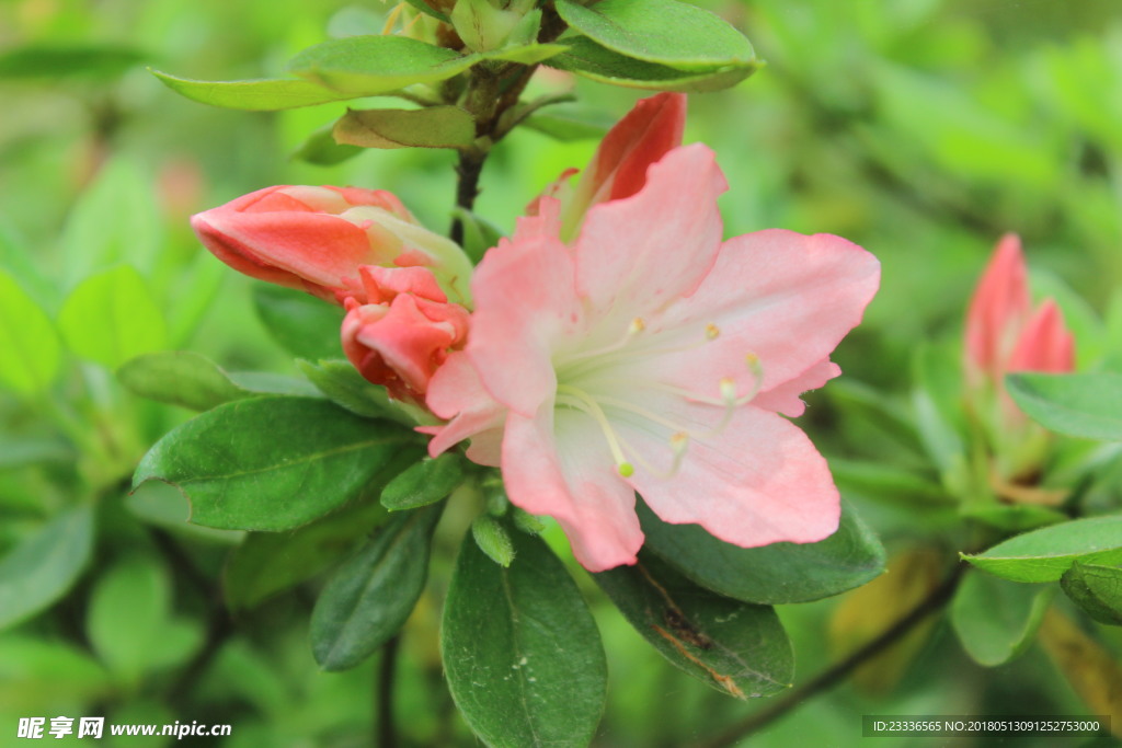 杜鹃花