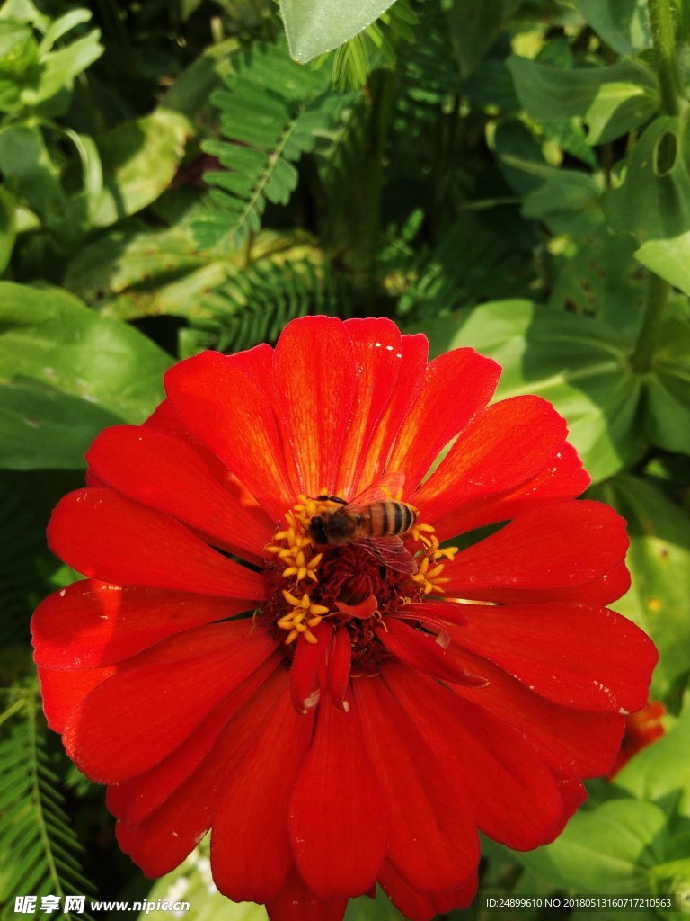 蜜蜂  采蜜 红花