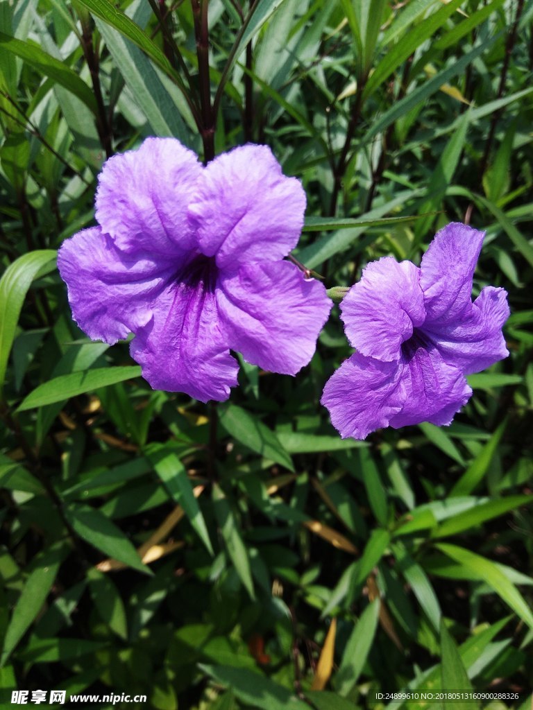 两朵紫花映绿叶