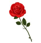 玫瑰花