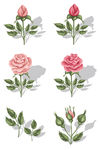 玫瑰花枝