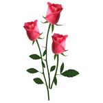 玫瑰花