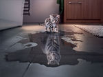 小猫的倒影