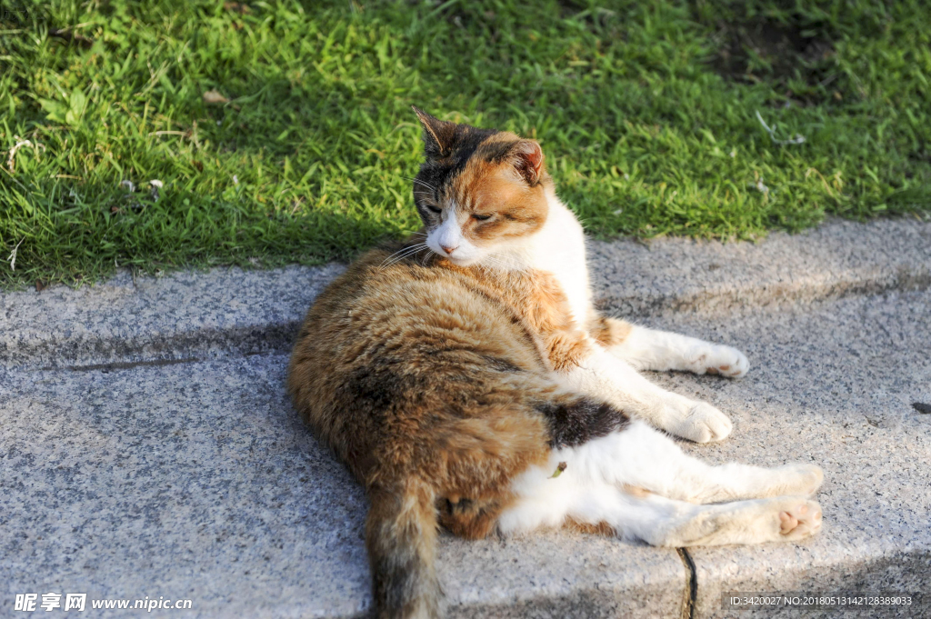 中华田园猫