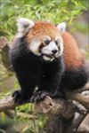 小熊猫