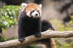 小熊猫