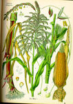 手绘玉米图