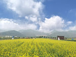 油菜花