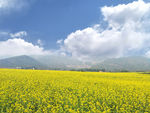 油菜花