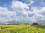油菜花
