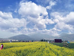 油菜花