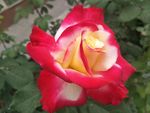 月季花