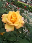 月季花