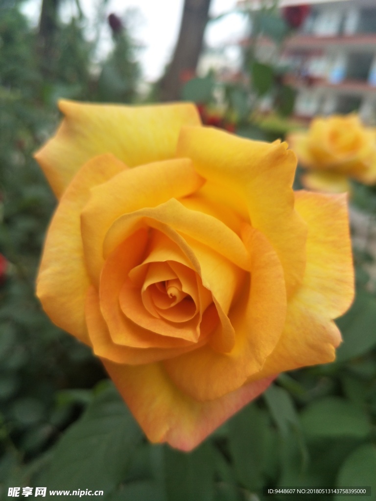 月季花