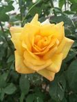 月季花