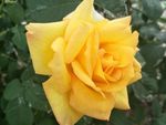 月季花