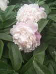 芍药花
