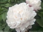 芍药花