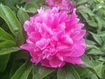 芍药花