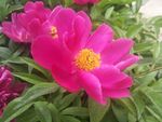 芍药花