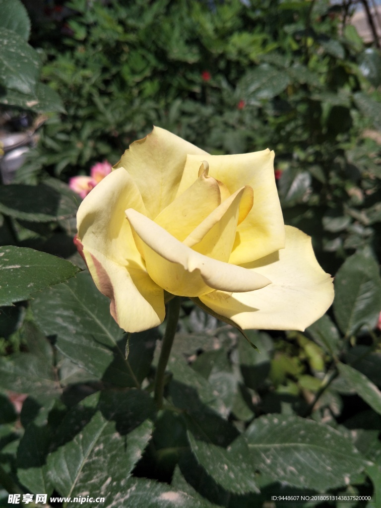 月季花