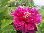 牡丹花