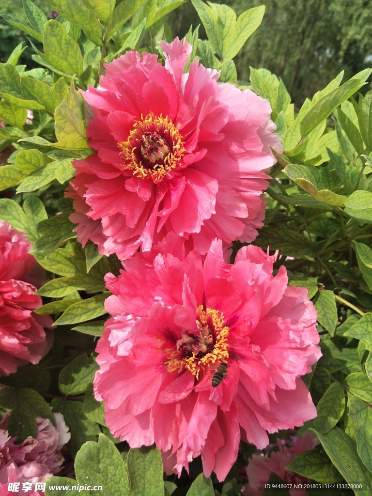 牡丹花