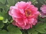 牡丹花