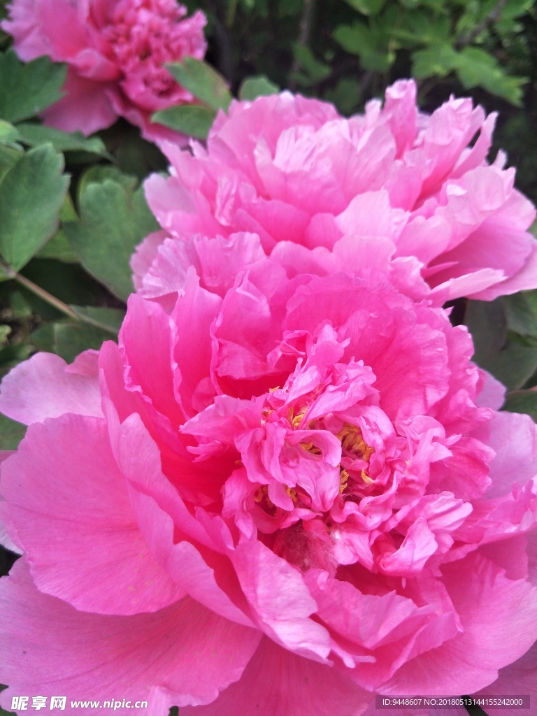 牡丹花