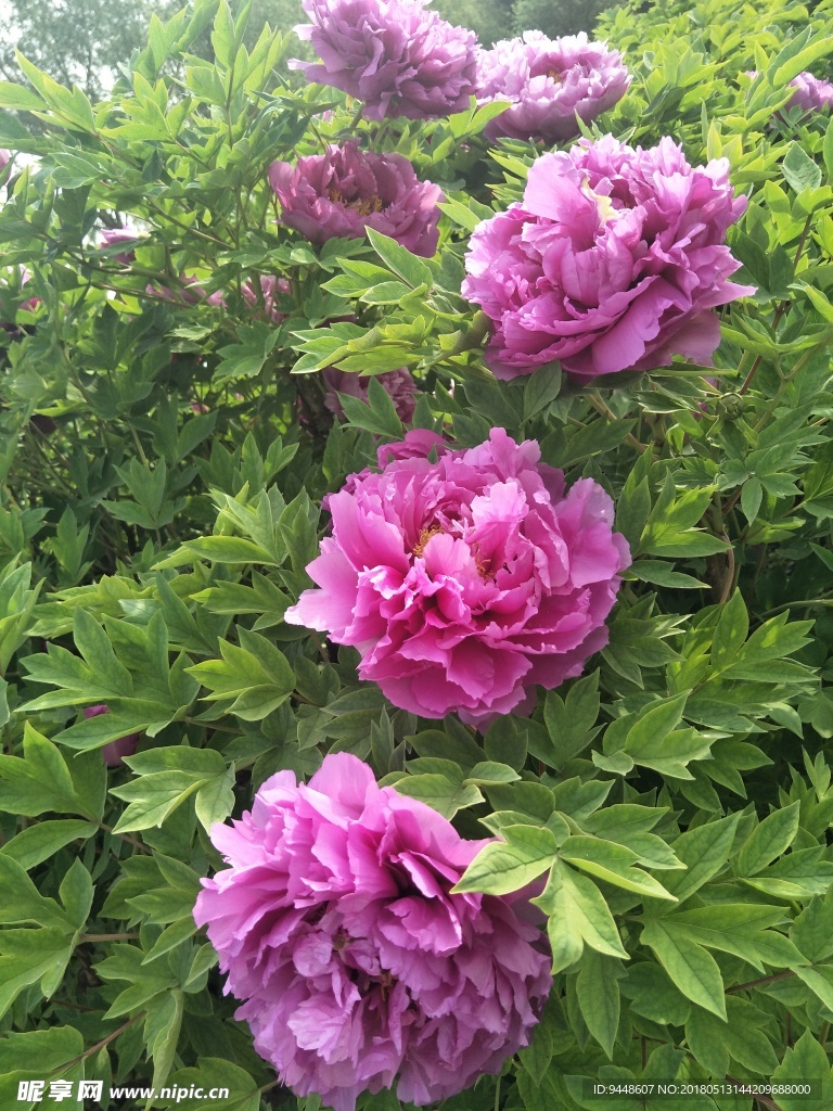 牡丹花