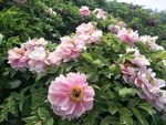 牡丹花