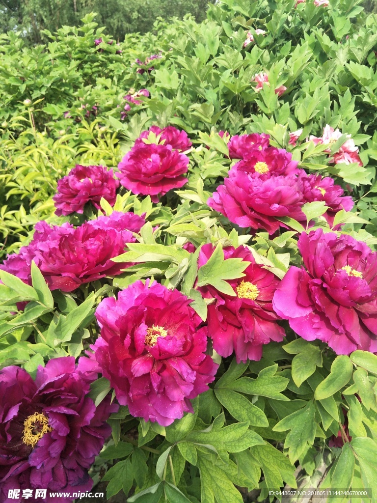 牡丹花