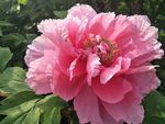牡丹花