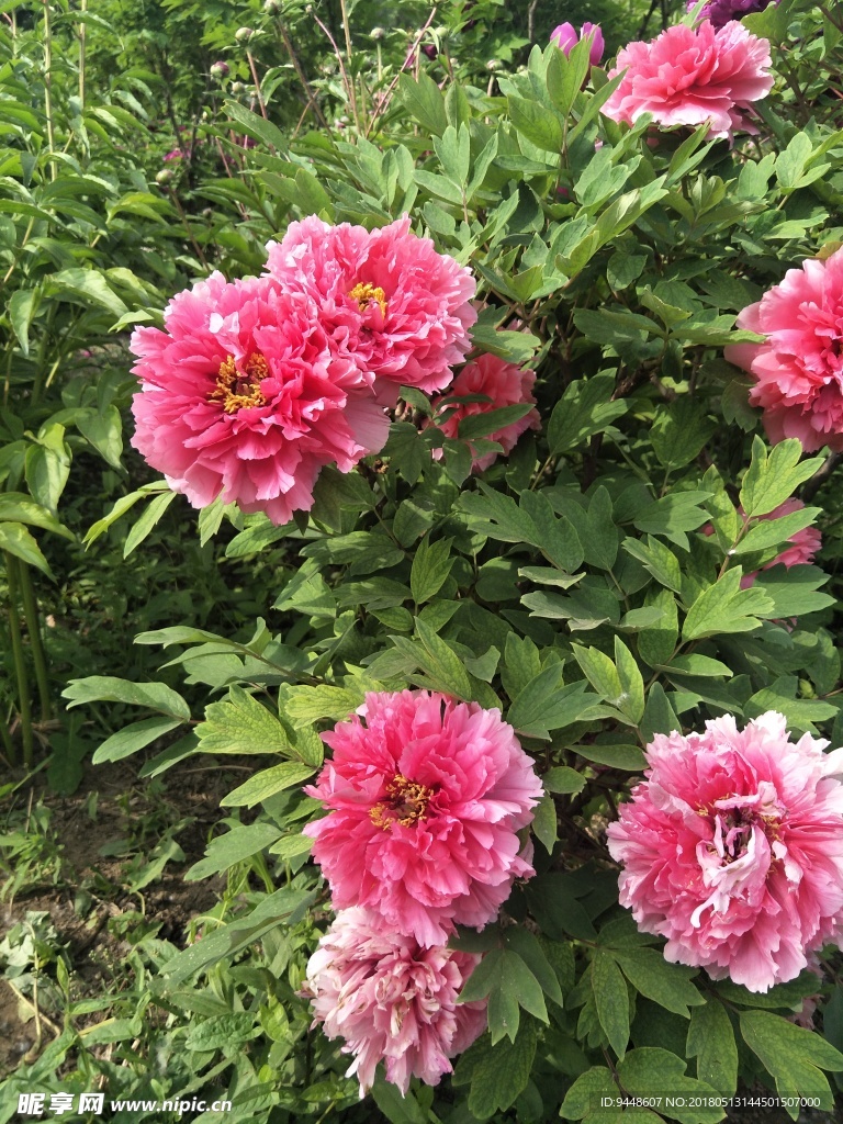 牡丹花